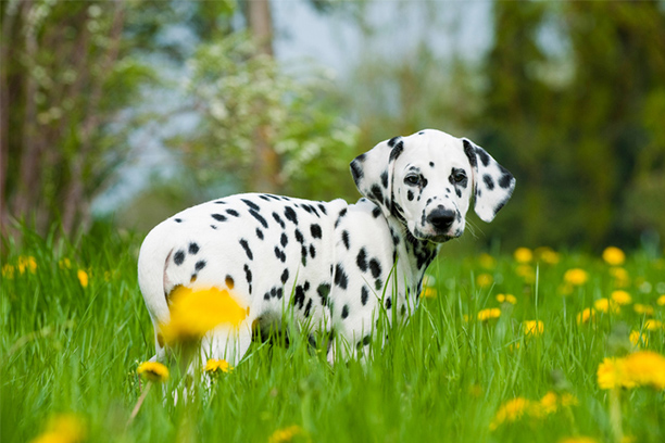 dalmation-puppy-in-field-of-flowers